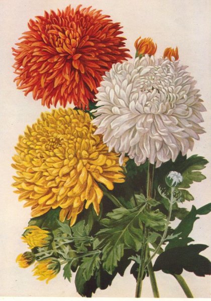 Хьюберт хризантемы