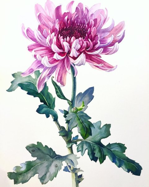 Хризантема цветет акварель