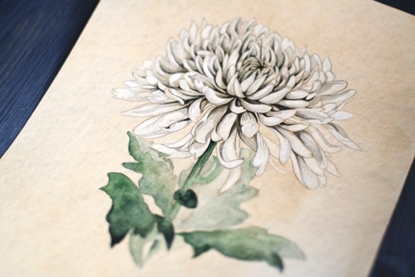 Хризантемы акварелью поэтапно