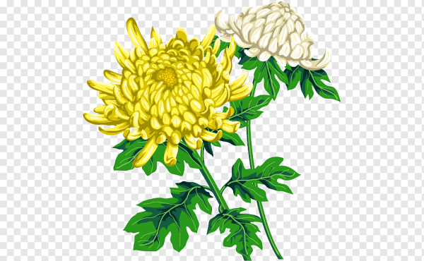 Букет хризантем вектор