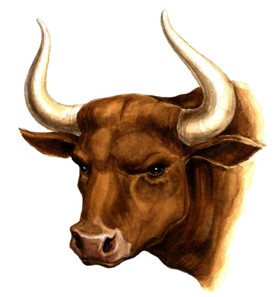 Мордочка быка