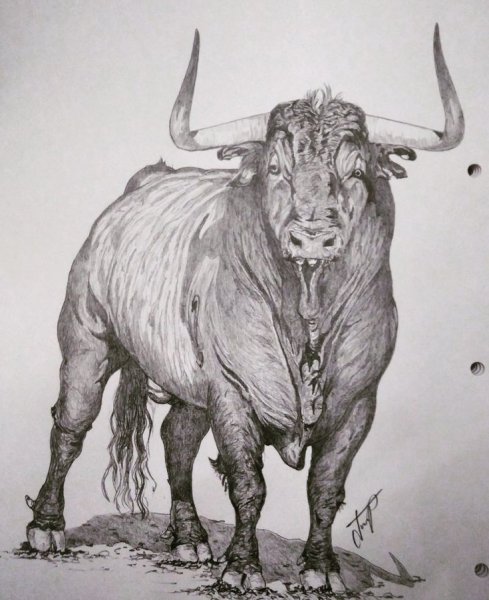Бык. Арт