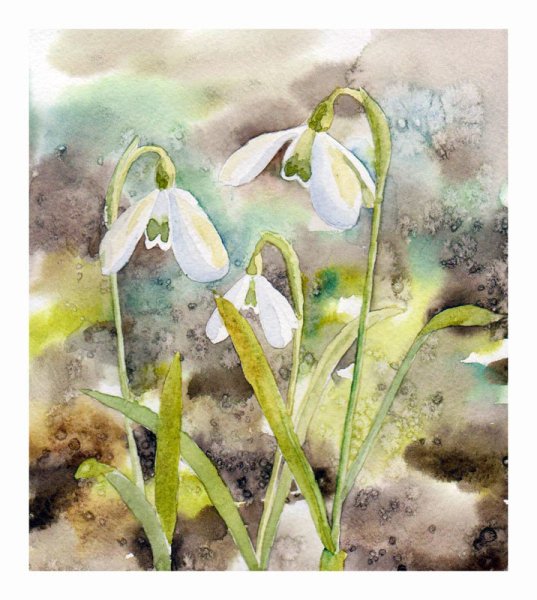 Подснежники акварель Манухов
