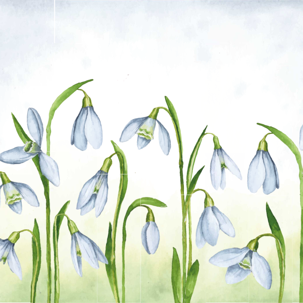 Подснежники вектор