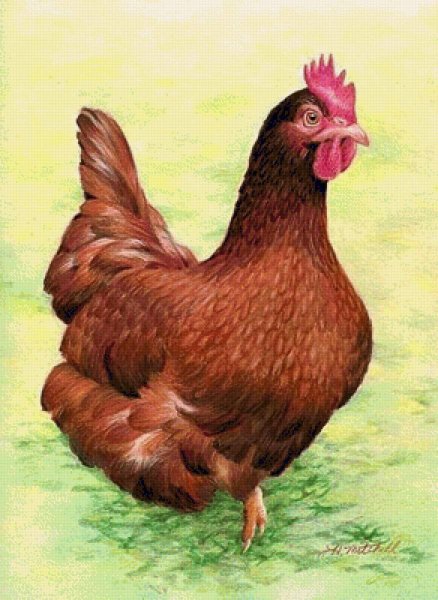 Курица для детей