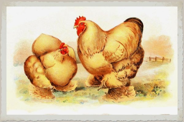 Изображение курицы в картинках