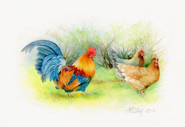 Камиль сен-Санс куры и петухи