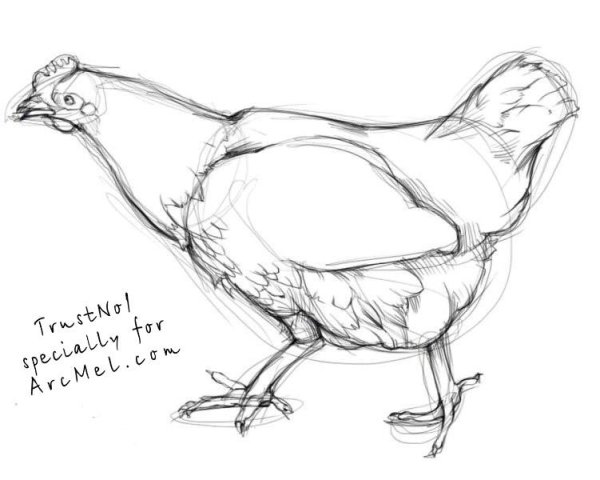 Курица набросок