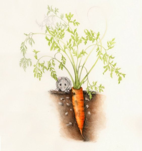 Морковка для детей