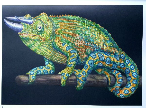 Хамелеон мм6