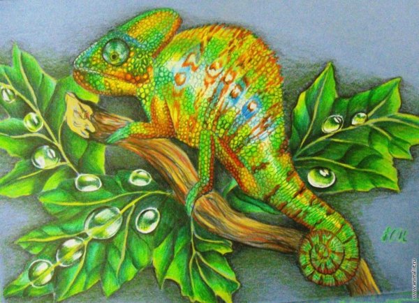 Хамелеон карандашом