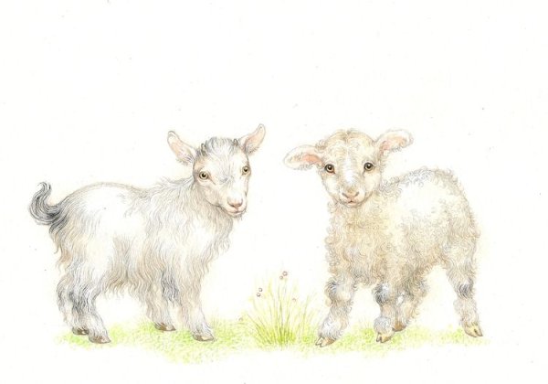 Овца с ягненком