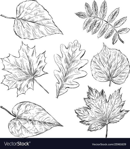 Листья эскиз