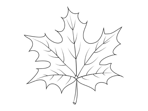 Лист клёна рисунок