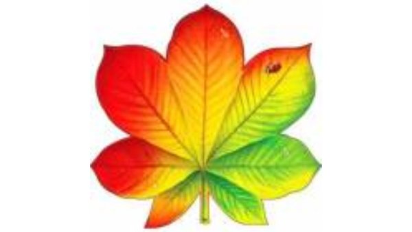 Листья рисунок