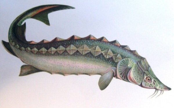 Судак осетр