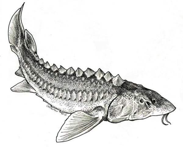 Белуга Азовская раскраска