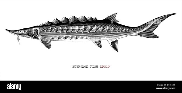 Осетр логотип