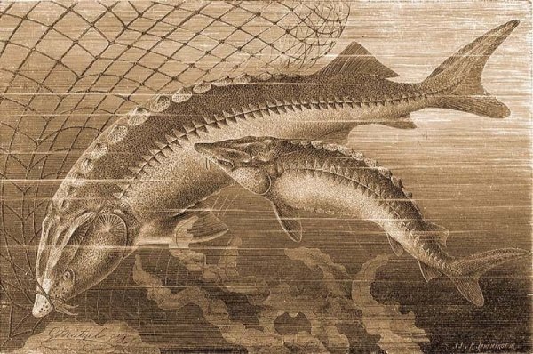 Стерлядь раскраска для детей