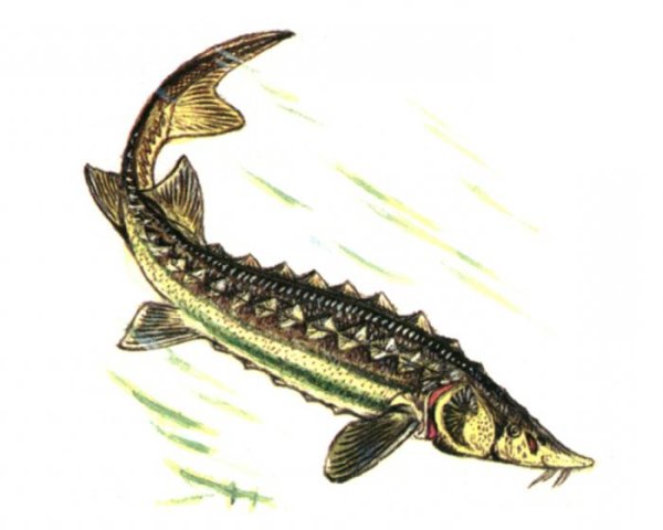 Осетр гравировка