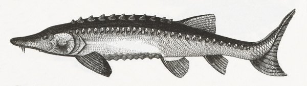 Осетр Каспийский гравюра