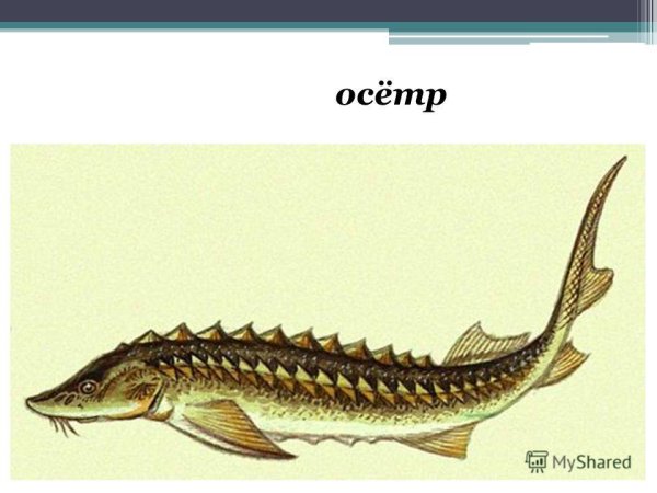 Белуга рыба вектор