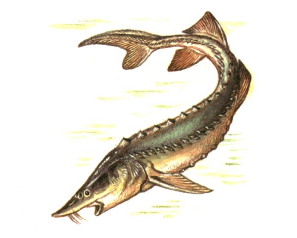 Гравюры старинные осетра