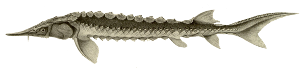 Осетрина вектор