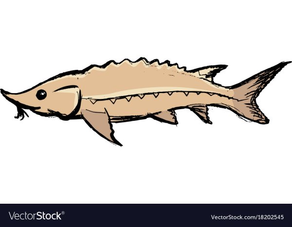 Стерлядь карандашом