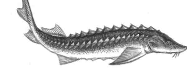 Осетр черно белый