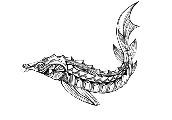 Осетр раскраска