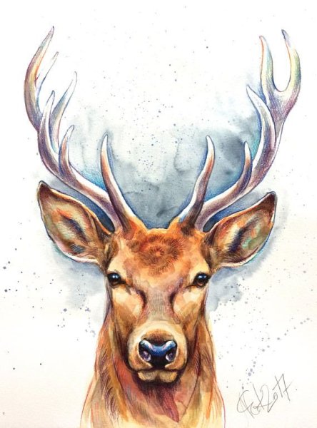 Олень рисунок