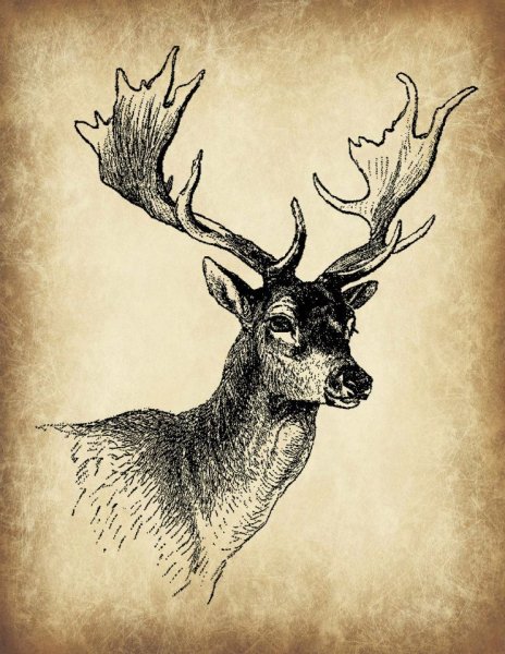 Олень рисунок