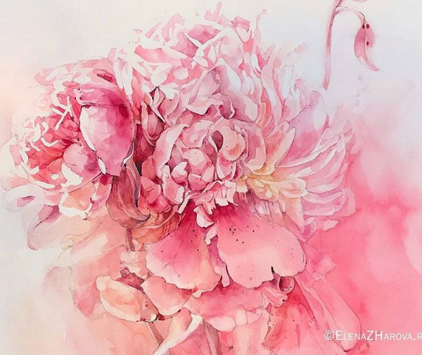 Чепурная Олейник акварель пионы