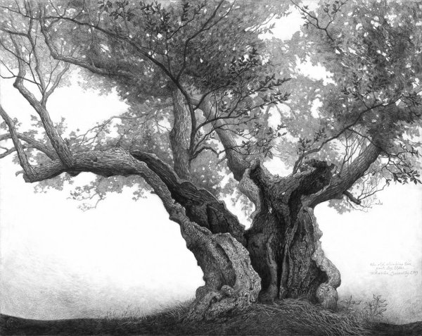 Дуб в графике