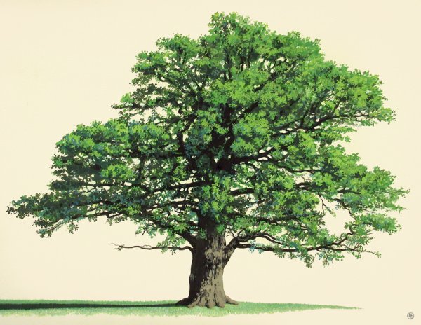 Дуб на белом фоне