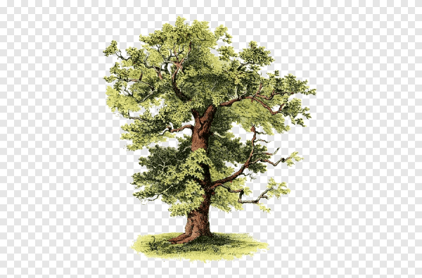 Дерево для презентации