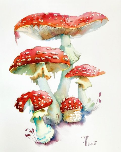 Красный мухомор Ботаническая иллюстрация