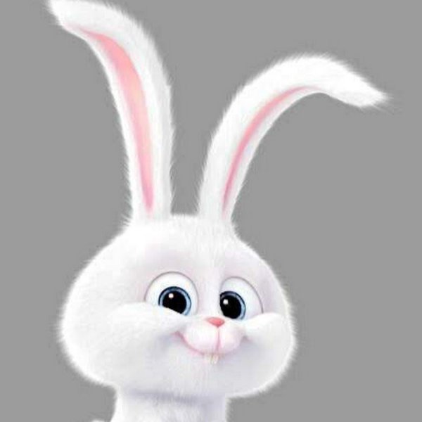 Тайная жизнь домашних кролик снежок