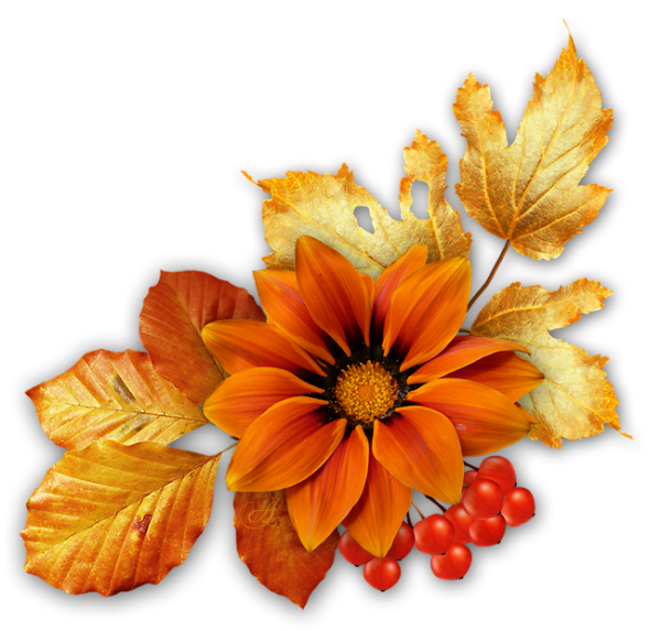 Осенние цветы