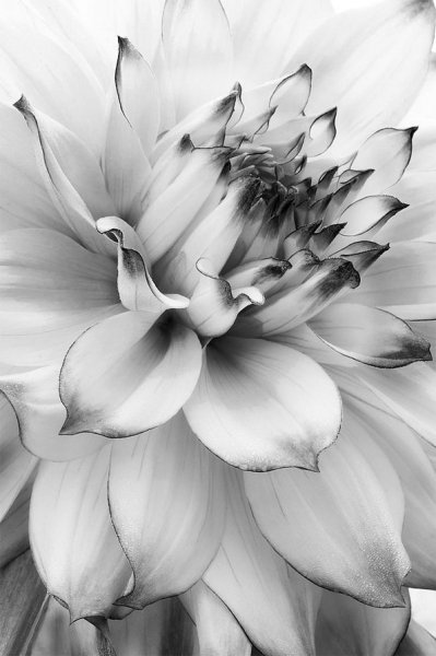 Красивые цветы черно белые