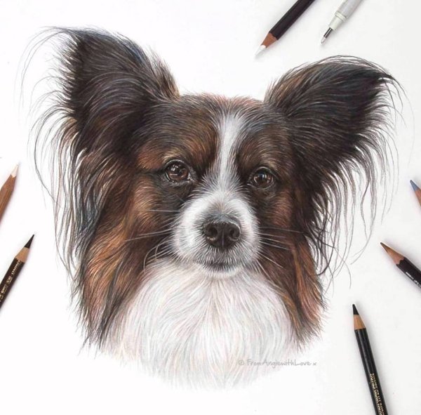 Папильон арт