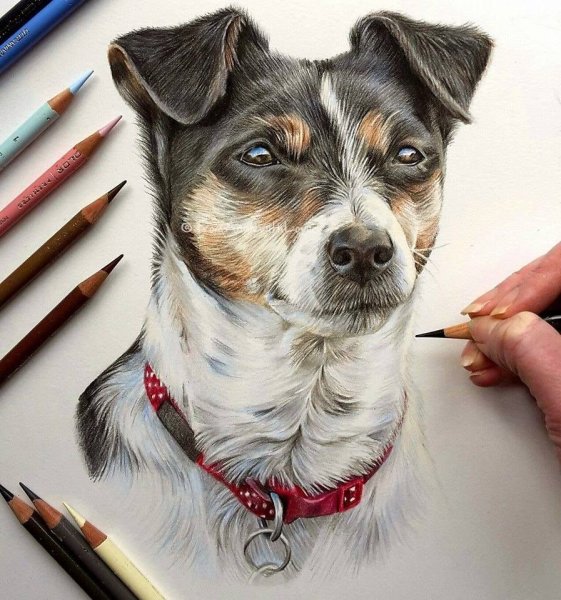 Щенок цветными карандашами