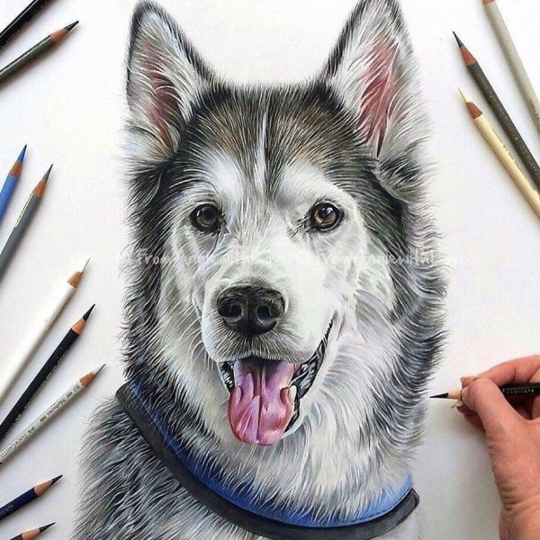 Красивые рисунки профессиональные