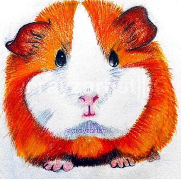 Хомячки цветными карандашами