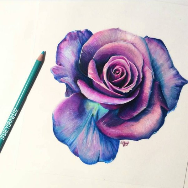Роза цветными карандашами