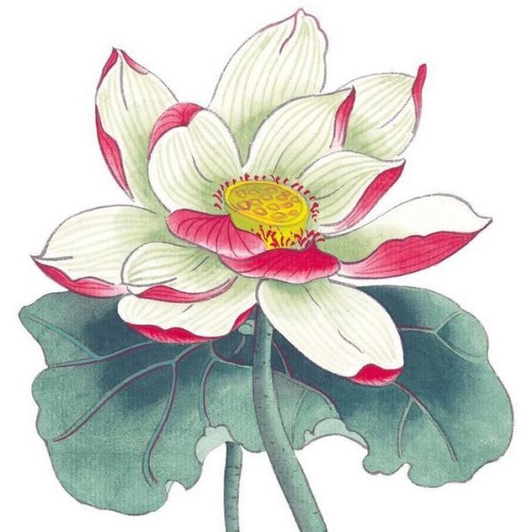 Лотос рисунок