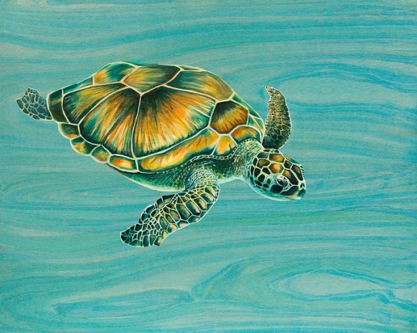 Картина черепаха