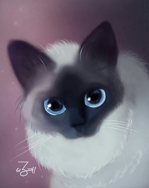 Красивый кот на прозрачном фоне