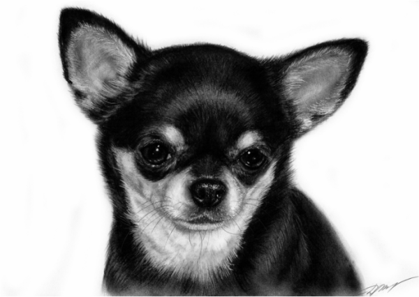 Собаки мелких пород арт